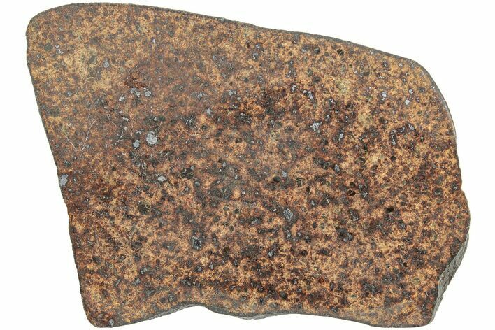 Polished Chondrite Meteorite Slice ( g) - Morocco #238070